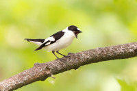 NPR Velký a Malý Tisý